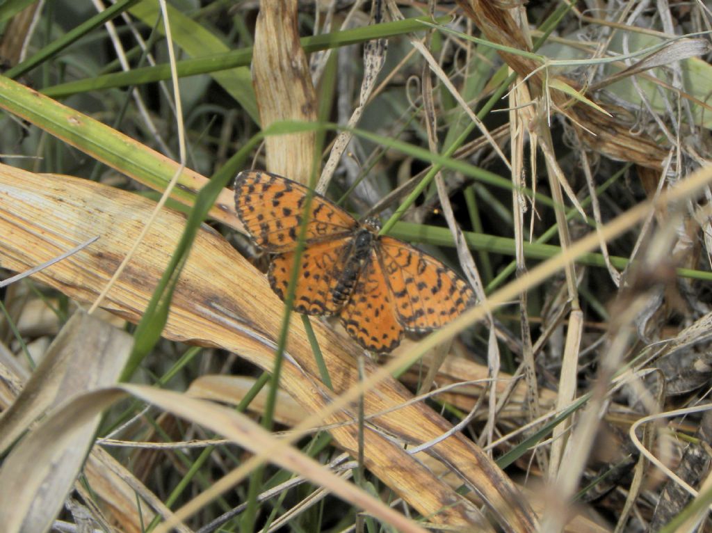 Melitaea didyma (Nymphalidae)